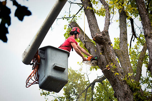 How Our Tree Care Process Works  in  Orland, CA